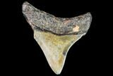 Juvenile Megalodon Tooth - Georgia #111622-1